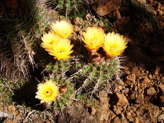 Parodia mammulosa