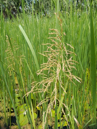 steblovka vodná (Glyceria maxima)
