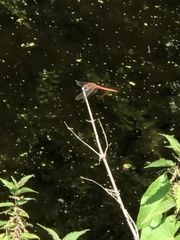 Crocothemis erythraea