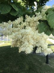 Syringa reticulata