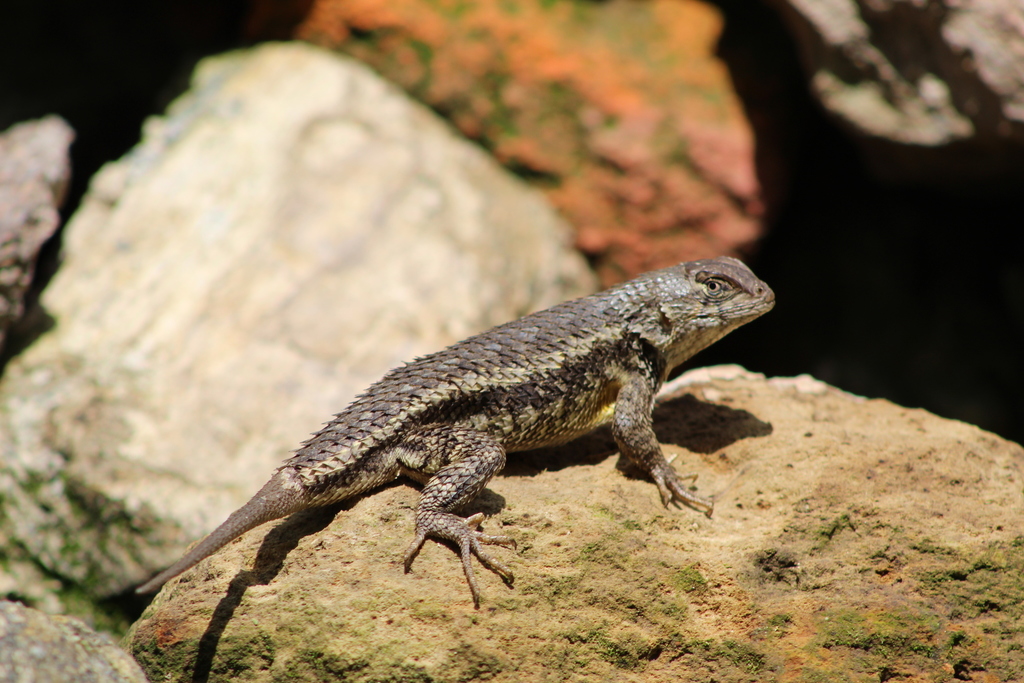 White-Bellied Rough Lizard