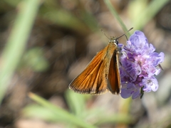 Thymelicus lineola