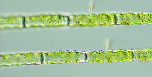 Oedogonium undulatum