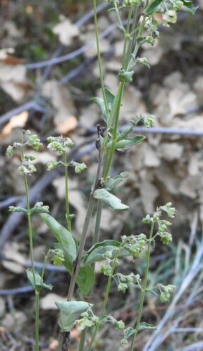 Image of Mirabilis albida by (c) saltyhiker, some rights reserved (CC BY)