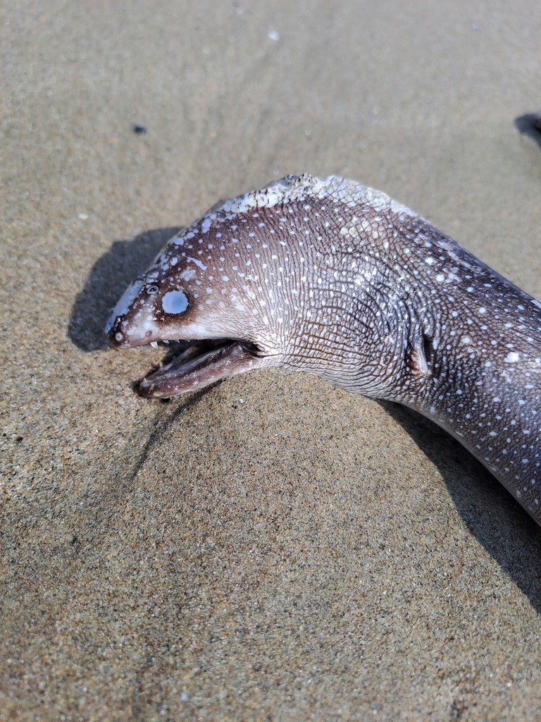 Spotted-tail moray
