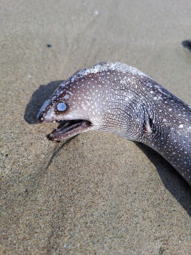Spotted-tail moray