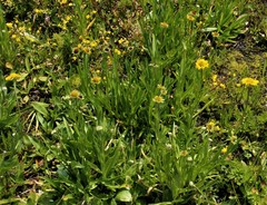 Helenium bigelovii