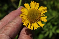 Helenium bigelovii