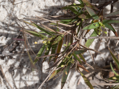 Hemlock Witchgrass (Dichanthelium patulum)