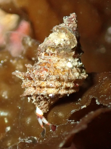 Cancellate Hairysnail