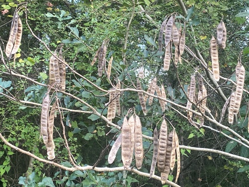 Albizia julibrissin