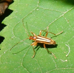 Metacmaeops vittata