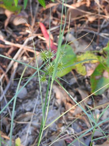 Image of Cyperus retroflexus by (c) saltyhiker, some rights reserved (CC BY)