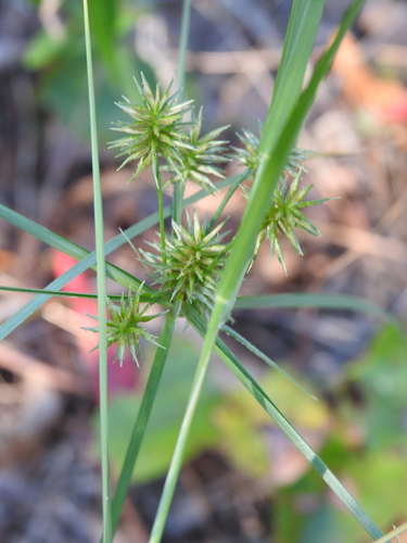 Image of Cyperus retroflexus by (c) saltyhiker, some rights reserved (CC BY)