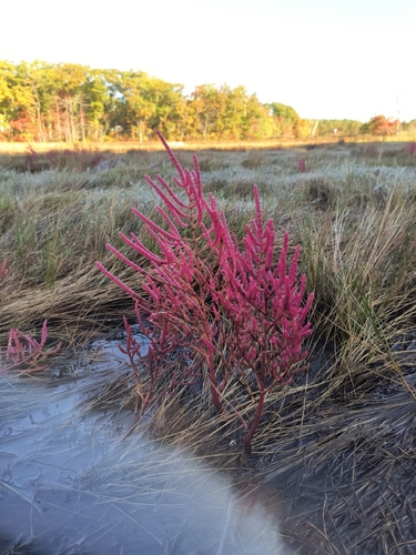 Image of Salicornia depressa by no rights reserved