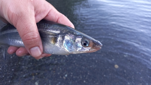 Maule silverside (Odontesthes mauleanum) — Atherinopsidae — 3