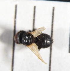 Phasia mesnili
