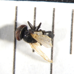 Phasia mesnili