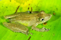 Scinax garbei