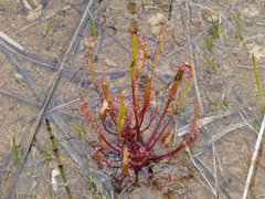 Drosera linearis
