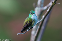 White-Chested Emerald photo 3