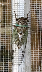 Diceroprocta marevagans