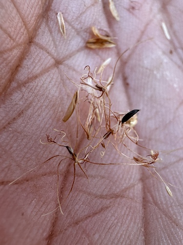 Image of Calliscirpus criniger by (c) Matt Berger, some rights reserved (CC BY)