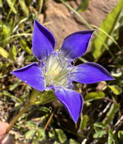 Image of Gentiana setigera by (c) Matt Berger, some rights reserved (CC BY)