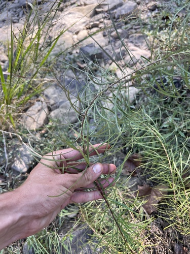 Amsonia hubrichtii