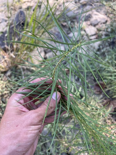 Amsonia hubrichtii