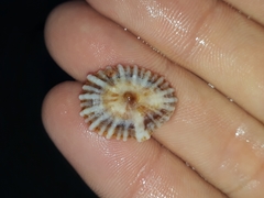 Siphonaria denticulata