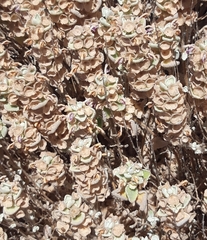 Pseudodictamnus acetabulosus