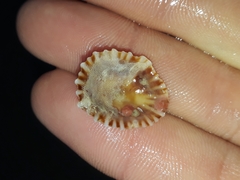 Siphonaria denticulata