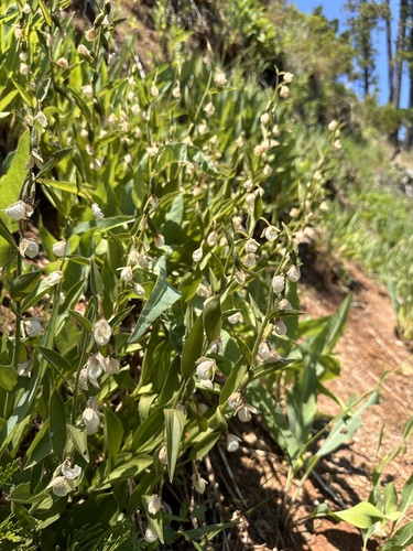 Image of Cypripedium californicum by (c) Matt Berger, some rights reserved (CC BY)
