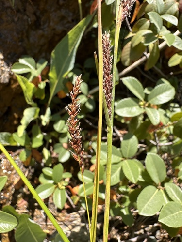 Mendocino sedge (Carex mendocinensis)