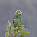 Orange-winged Parrot - Photo (c) Greg Lasley, some rights reserved (CC BY-NC), uploaded by Greg Lasley