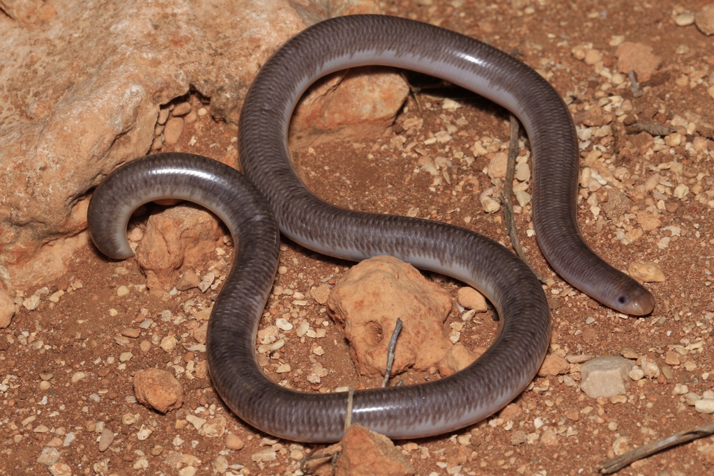 Splendid Blind Snake