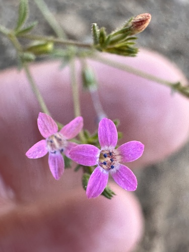 Alva Day's Pincushionplant (Navarretia sinistra)