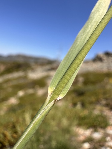 Image of Calamagrostis koelerioides by (c) Matt Berger, some rights reserved (CC BY)