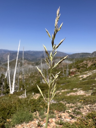 fire reedgrass (Calamagrostis koelerioides)