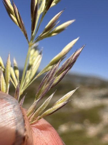 Image of Calamagrostis koelerioides by (c) Matt Berger, some rights reserved (CC BY)