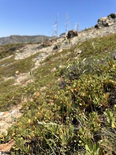 Image of Festuca roemeri by (c) Matt Berger, some rights reserved (CC BY)