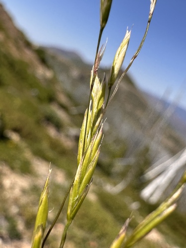 Image of Festuca roemeri by (c) Matt Berger, some rights reserved (CC BY)