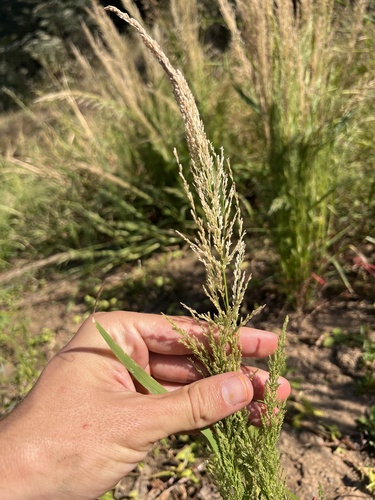 Image of Delicate lovegrass by (c) Nathan Aaron, some rights reserved (CC BY)