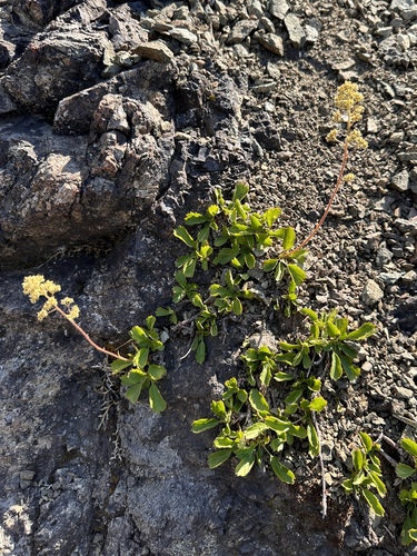 Strawberry-leaf Saxifrage (Saxifragopsis fragarioides)