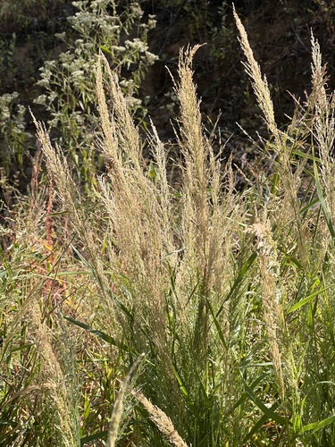 Image of Eragrostis japonica by (c) Nathan Aaron, some rights reserved (CC BY)