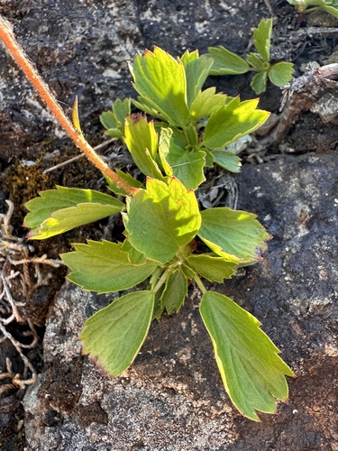 Image of Saxifragopsis fragarioides by (c) Matt Berger, some rights reserved (CC BY)