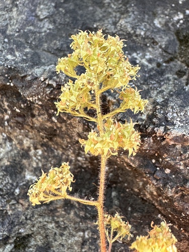 Image of Saxifragopsis fragarioides by (c) Matt Berger, some rights reserved (CC BY)
