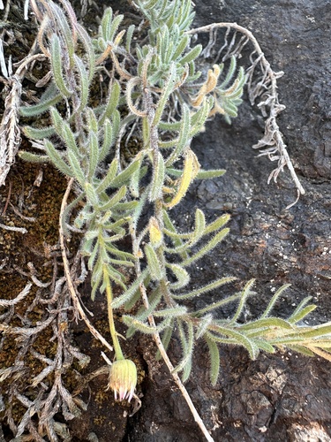 Image of Erigeron klamathensis by (c) Matt Berger, some rights reserved (CC BY)