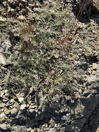 Image of Erigeron klamathensis by (c) Matt Berger, some rights reserved (CC BY)
